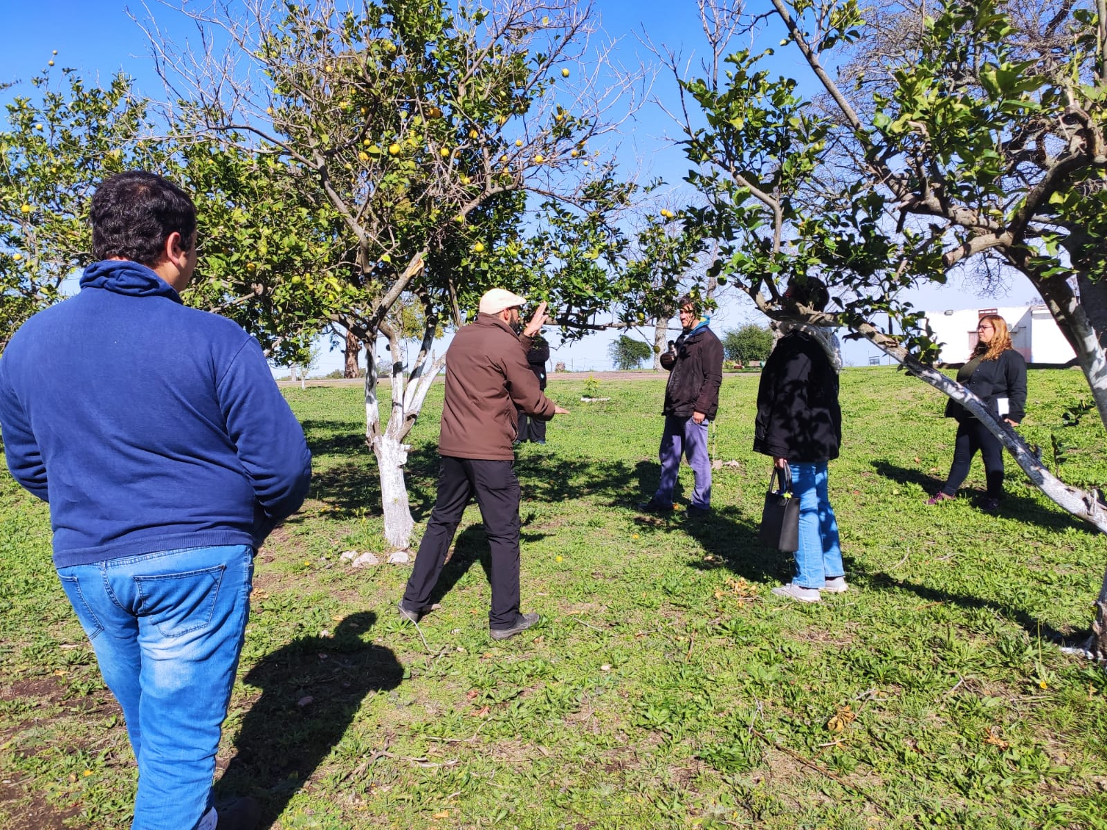 Clase frutales cultivar para transformar 1